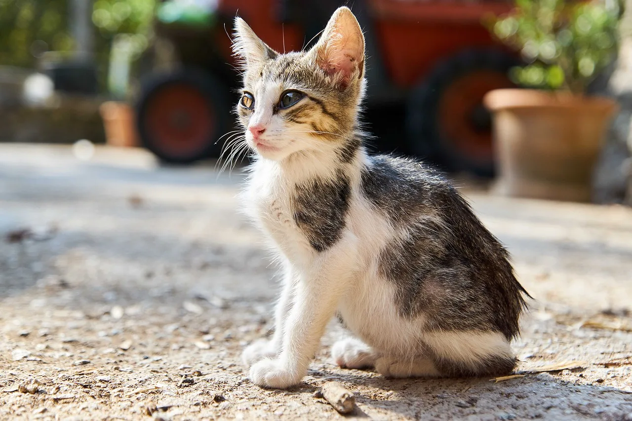 Gatto con pelo a chiazze, segno di possibile problema di salute, in attesa di visita veterinaria.